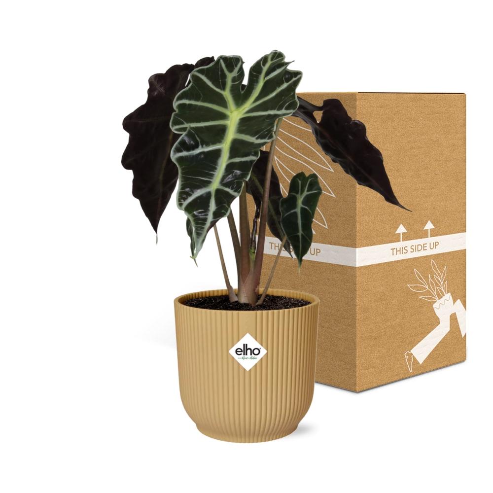 Alocasia 'Polly' in ELHO Vibes Fold 14 cm yellow
