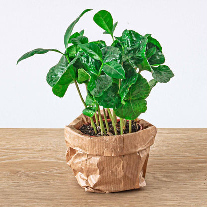Coffea arabica – Coffee Plant – Terrarium Plant – Pot Size 6 | The Barista Baby – Average Maintenance