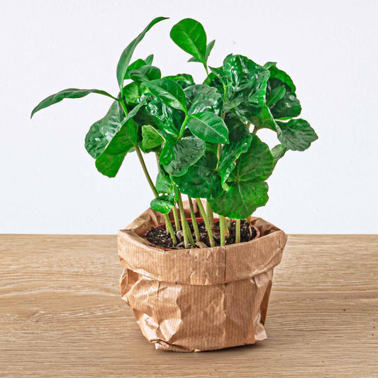 Coffea arabica – Coffee Plant – Terrarium Plant – Pot Size 6 | The Barista Baby – Average Maintenance