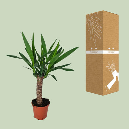 Yucca – Ø14 cm – ↕60 cm
