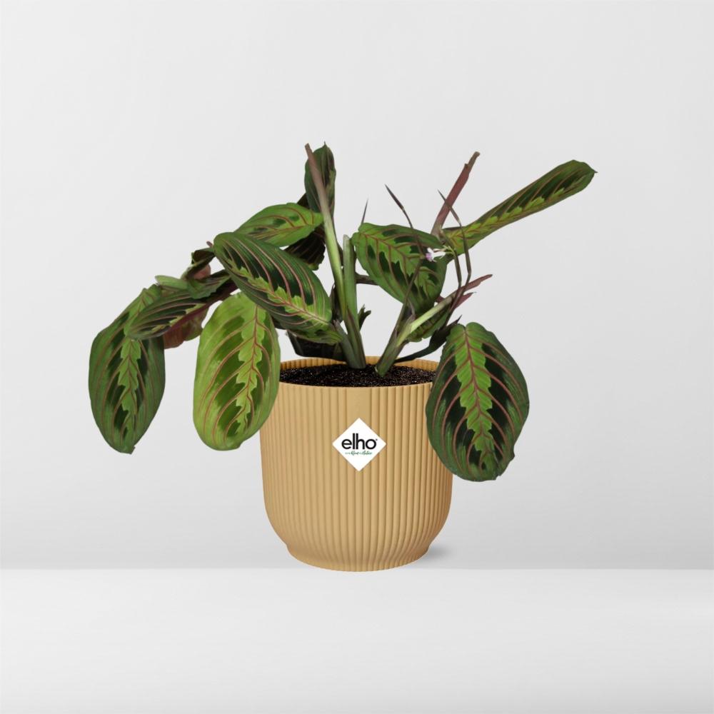 Maranta Leuconeura ‘Fascinator’ Tricolor in ELHO Vibes Fold 14cm geel | De gebedsplant – Gemiddeld onderhoud