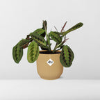 Maranta Leuconeura ‘Fascinator’ Tricolor in ELHO Vibes Fold 14cm geel | De gebedsplant – Gemiddeld onderhoud