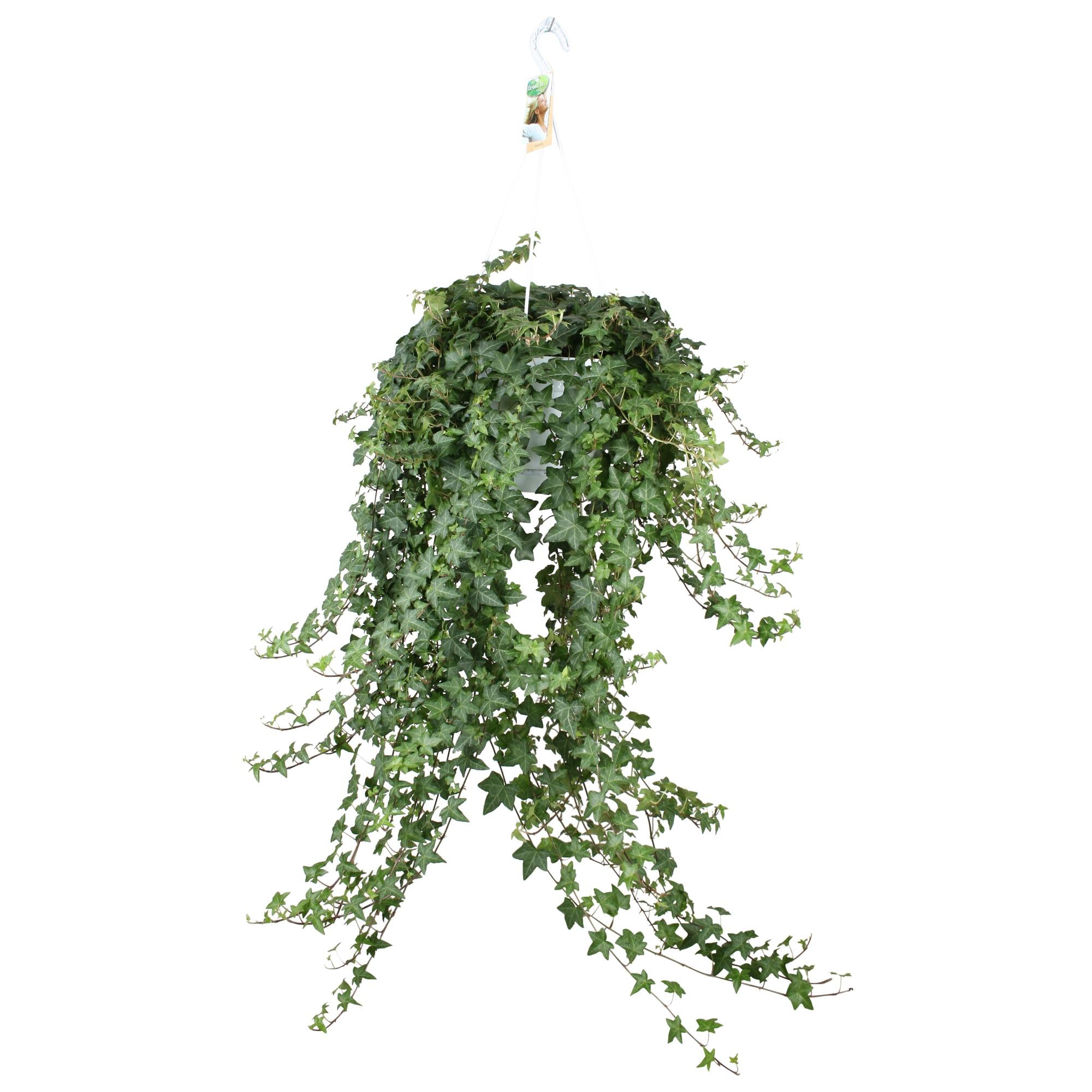 Hedera Ivy – Hanging Ivy Houseplant Ø24 cm ↕70 cm