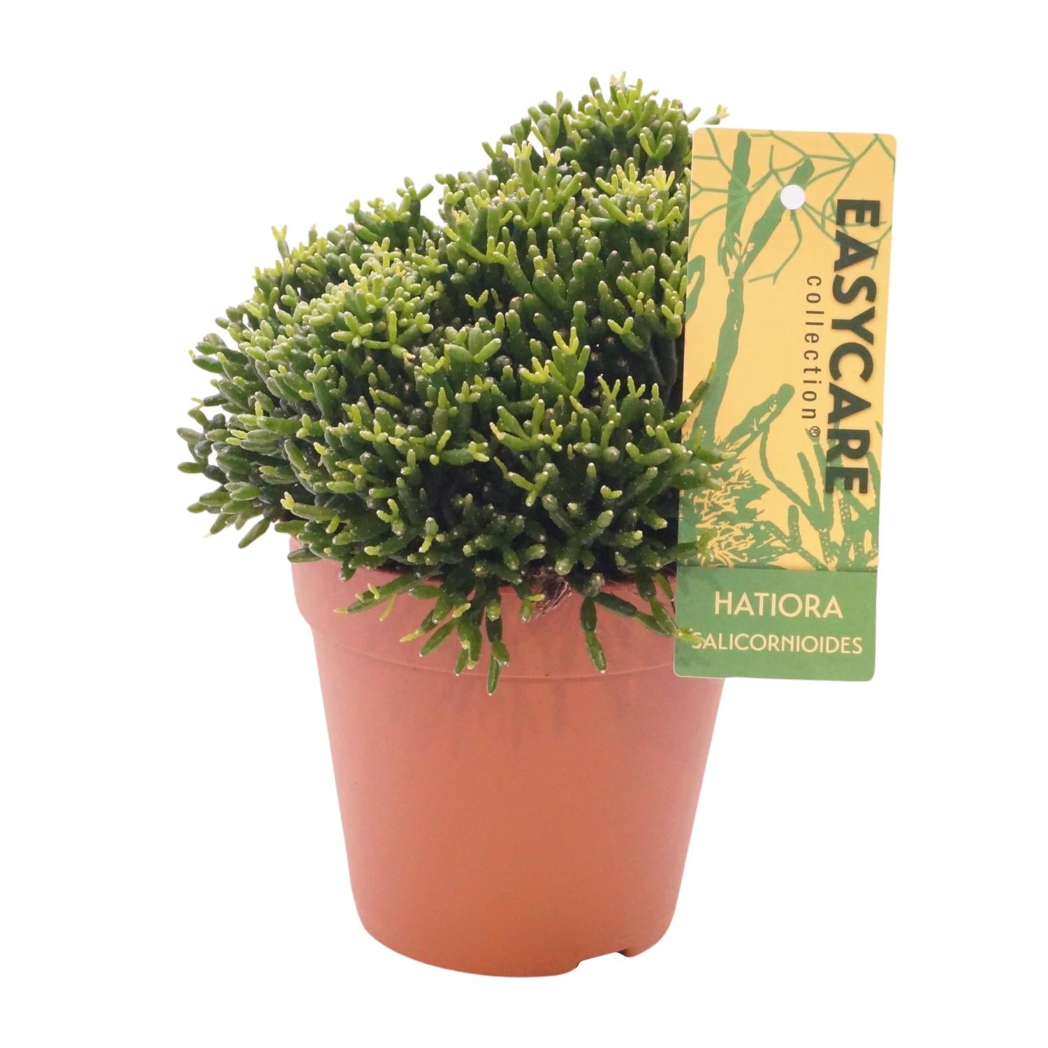 Hatiora salicornioides - Ø12cm - ↕22cm | The bottle cactus – Easy care