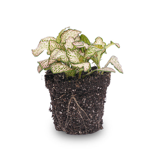 Fittonia Pink Tiger – Ø8cm ↕10cm | Average maintenance