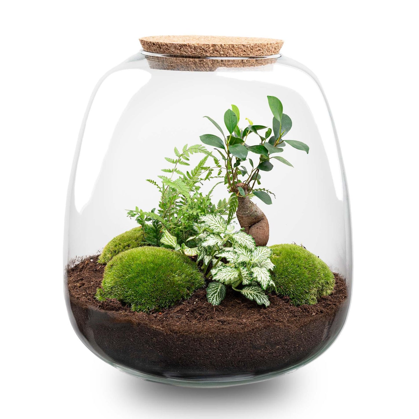 🌿 DIY Terrarium Emma – Bonsai White – 25×23 cm