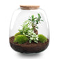 🌿 DIY Terrarium Emma – Bonsai White – 25×23 cm