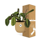 Maranta Leuconeura ‘Fascinator’ Tricolor in ELHO Vibes Fold 14cm geel | De gebedsplant – Gemiddeld onderhoud