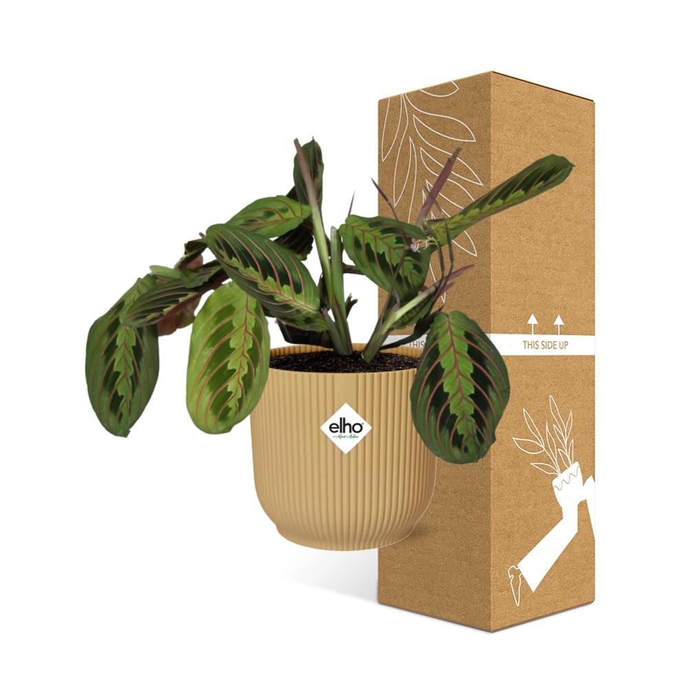 Maranta Leuconeura ‘Fascinator’ Tricolor in ELHO Vibes Fold 14cm geel | De gebedsplant – Gemiddeld onderhoud