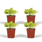 Epipremnum Golden Pothos – 4 stuks – Ø12cm ↕15cm | Makkelijk onderhoud