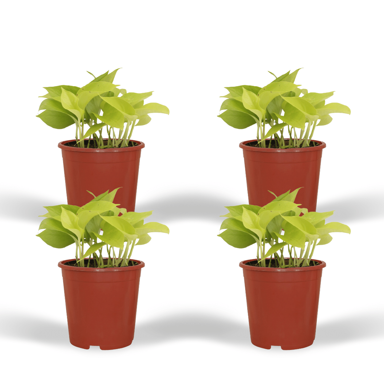 Epipremnum Golden Pothos – 4 pieces – Ø12cm ↕15cm | Easy maintenance