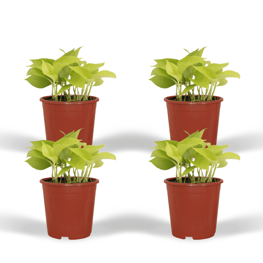 Epipremnum Golden Pothos – 4 pieces – Ø12cm ↕15cm | Easy maintenance