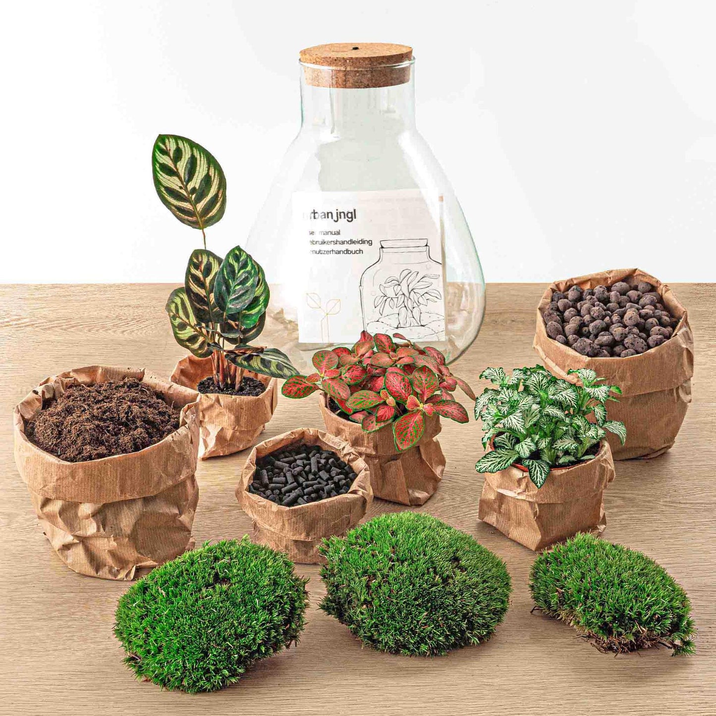 🌿💡🛠️ DIY Terrarium Sam – Calathea – With LED + rake, scoop, tweezers &amp; scissors