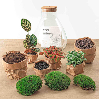 🌿💡🛠️ DIY Terrarium Sam – Calathea – With LED + rake, scoop, tweezers &amp; scissors