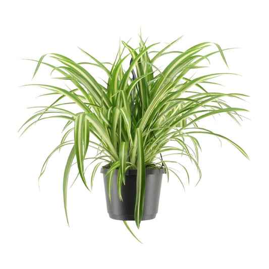 Chlorophytum comosum Variegatum (Spider Plant) – Ø17cm ↕30cm | Easy care