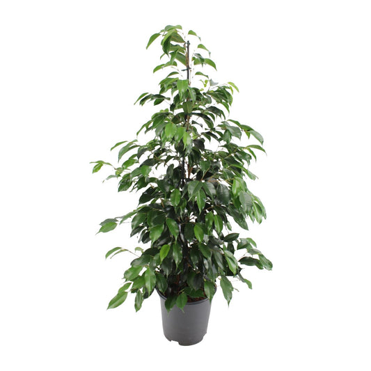 Ficus benjamina Danielle – Ø21cm ↕95cm | Average maintenance