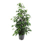 Ficus benjamina Danielle – Ø21cm ↕95cm | Average maintenance