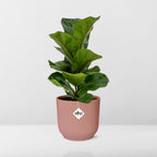 Ficus Lyrata ‘Bambino’ in ELHO Vibes Fold 14cm roze | De kleine viool – Gemiddeld onderhoud