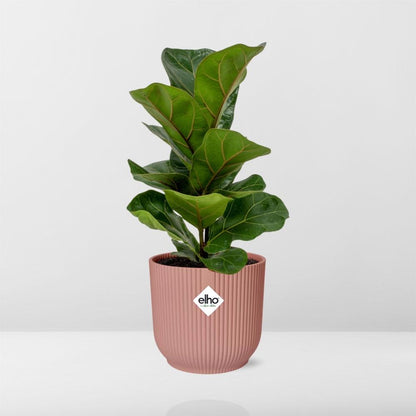Ficus Lyrata 'Bambino' in ELHO Vibes Fold 14cm pink | The small violin – Average maintenance