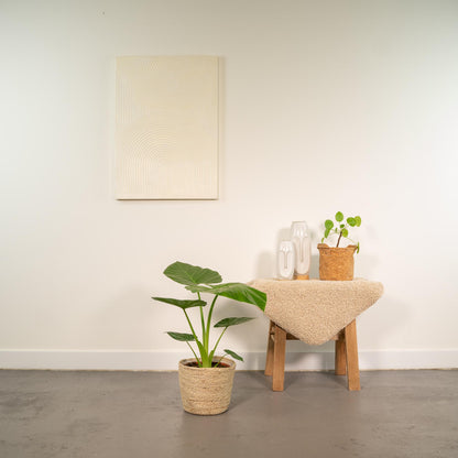 Alocasia Macrorrhiza (Elephant Ear) – Ø19cm ↕70cm + Basket Selin | Average maintenance