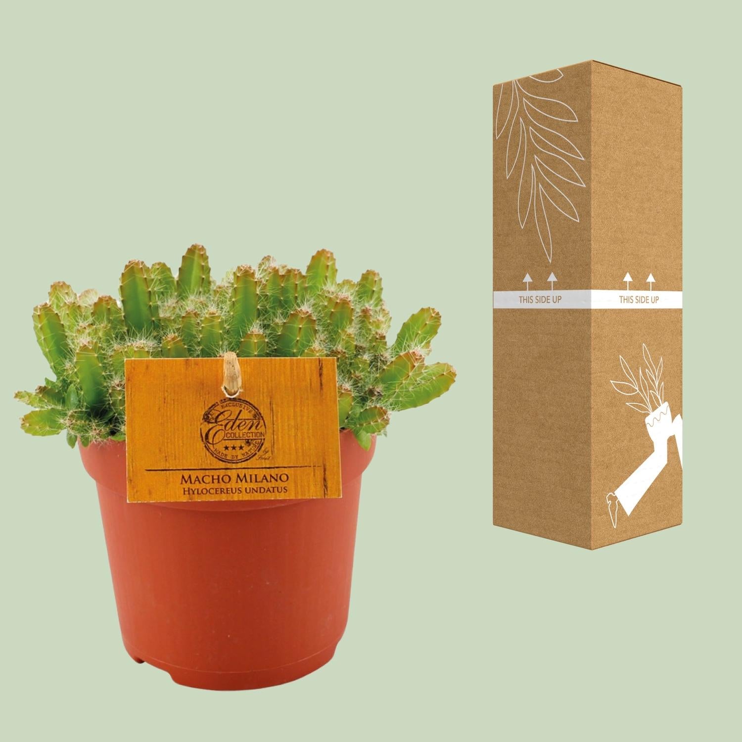 Hylocereus Undatus – Ø11cm ↕15cm | Challenging maintenance