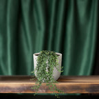 Hedera Ivy – Hanging Ivy Houseplant Ø24 cm ↕70 cm