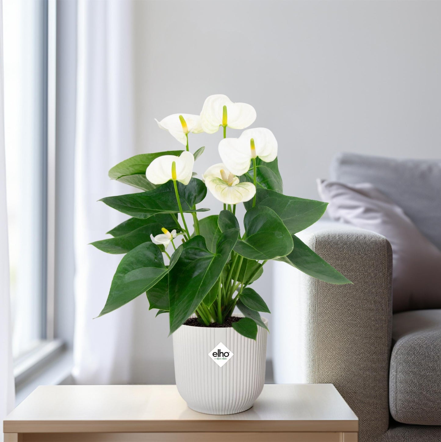 Anthurium White – Ø12 cm – ↕43 cm