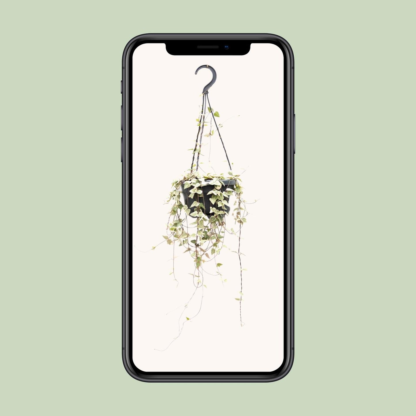 Ceropegia Woodii 'Blackbird' – String of Hearts Hanging Plant Ø14 cm ↕50 cm