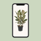 Ficus Tineke – Ø27cm ↕85cm | Easy maintenance