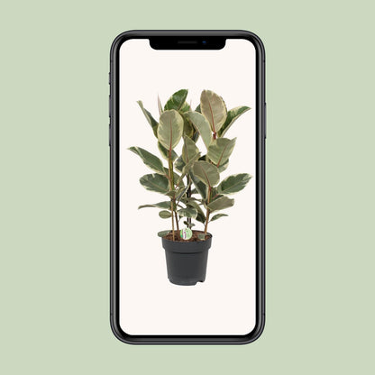 Ficus Tineke – Ø27cm ↕85cm | Easy maintenance