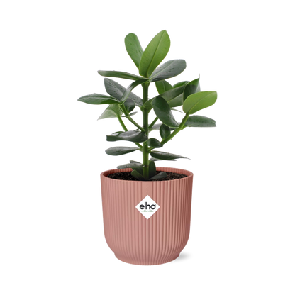 Clusia Princess in ELHO Vibes Fold 14 cm pink