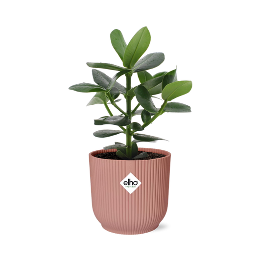 Clusia Princess in ELHO Vibes Fold 14 cm pink