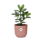 Clusia Princess in ELHO Vibes Fold 14 cm pink