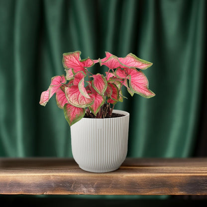 Caladium Sweetheart – Ø12cm ↕25cm | Challenging maintenance