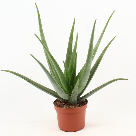 Aloe Vera – Ø19cm ↕70cm | The green first aid kit – Easy maintenance