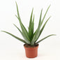 Aloe Vera – Ø19cm ↕70cm | The green first aid kit – Easy maintenance
