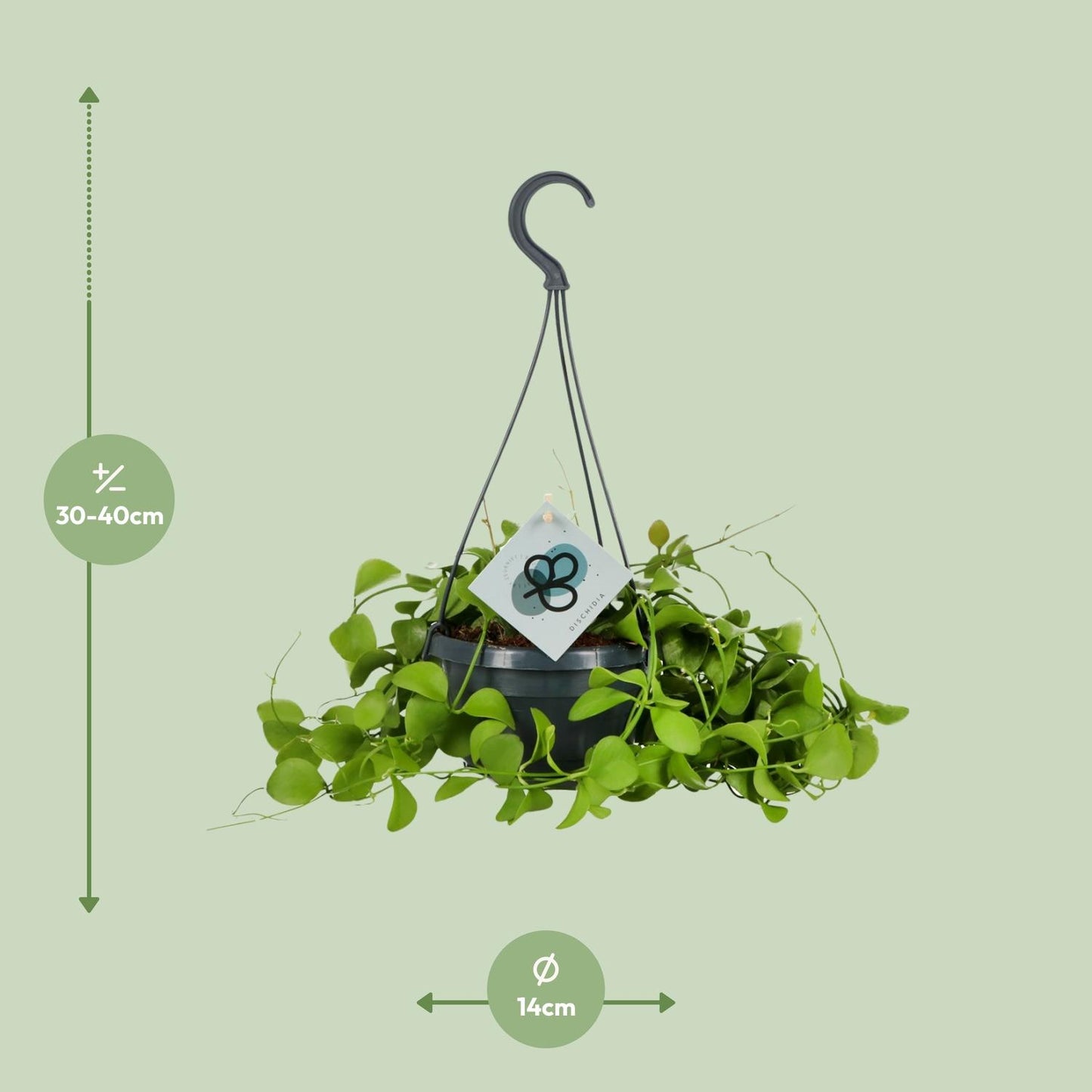 Dischidia Imbricata – Kidney plant Hanging plant Ø14 cm ↕40 cm