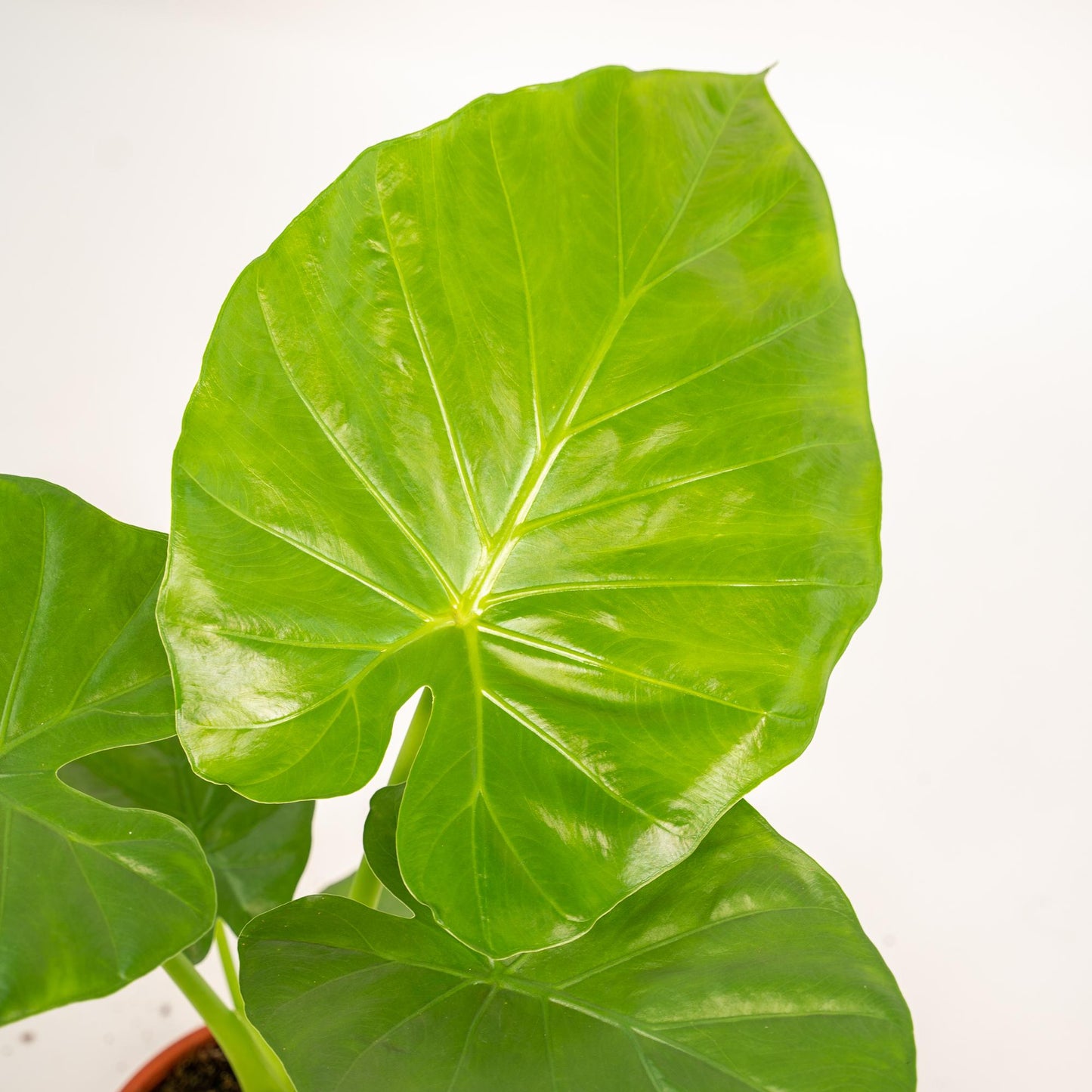 Alocasia Macrorrhiza (Elephant Ear) – Ø19cm ↕70cm + Basket Selin | Average maintenance