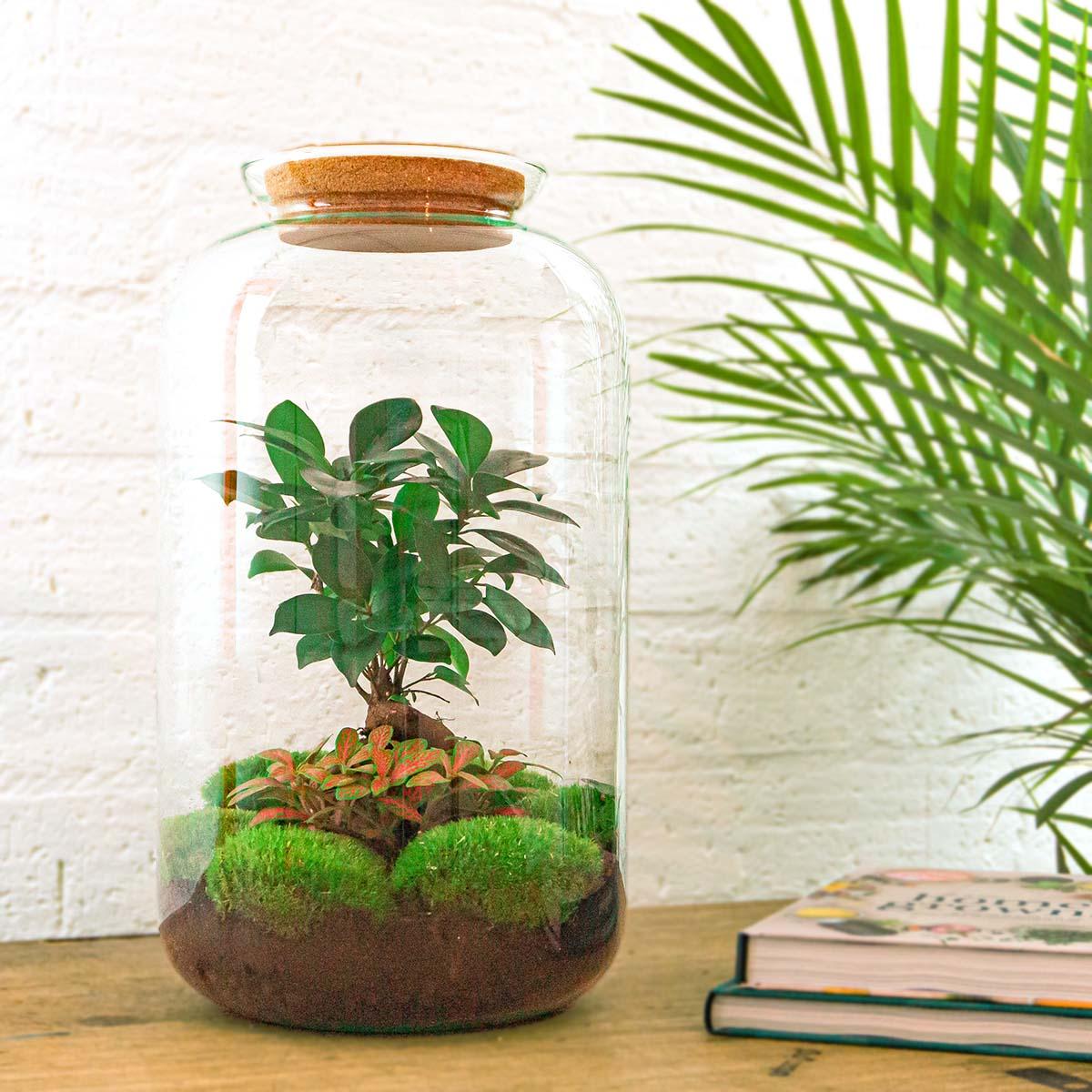 🌿🛠️ DIY Terrarium Sven – Bonsai – 43 cm – Including rake, shovel &amp; tweezers