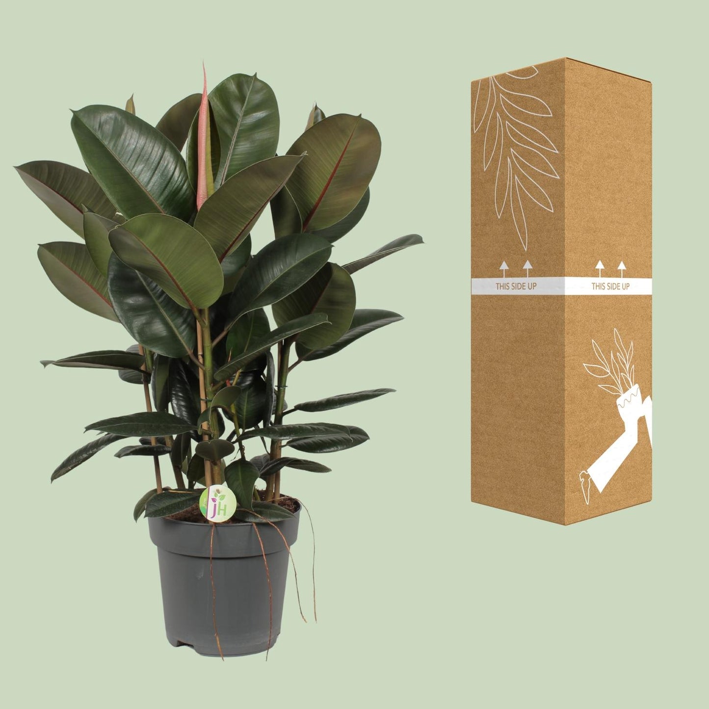 Ficus Robusta (Rubber Plant) – Ø27cm ↕90cm | Easy maintenance