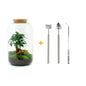 🌿🛠️ DIY Terrarium Sven – Bonsai – 43 cm – Including rake, shovel &amp; tweezers
