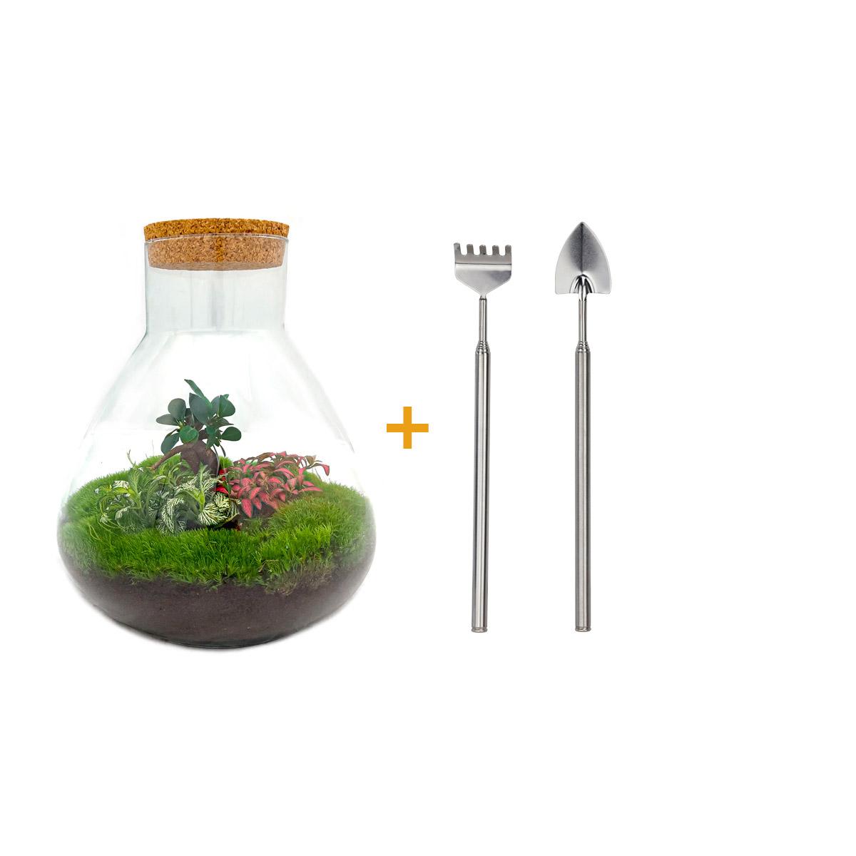 🌿🛠️ DIY Terrarium Sam XL – Bonsai – 35 cm – Including rake &amp; shovel
