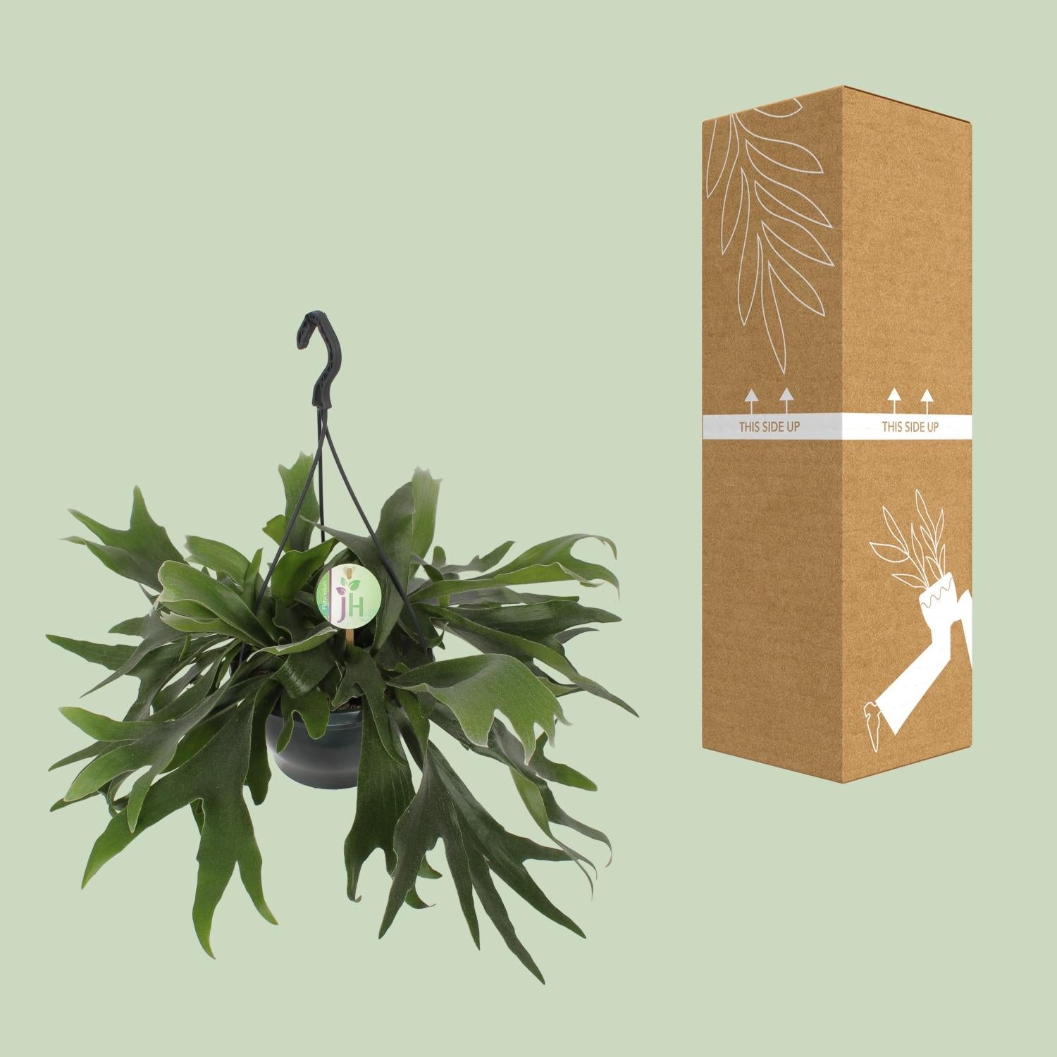 Platycerium Bifurcatum (Staghorn Fern) – Ø21cm ↕50cm | Average maintenance