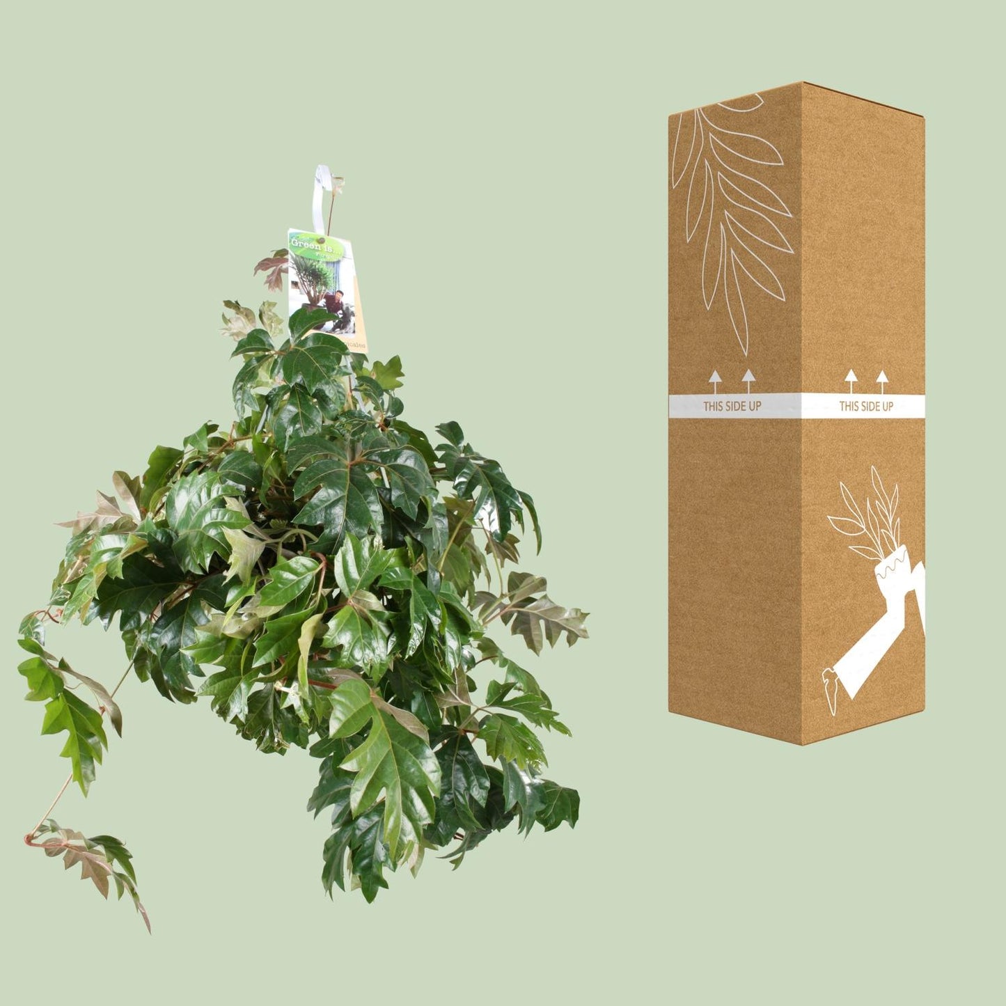 Cissus Rhombifolia 'Ellen Danica' (Kangaroo Vine) – Ø17cm ↕35cm | Easy care