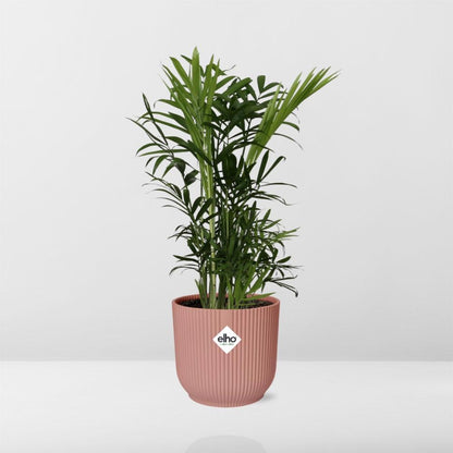 Chamaedorea Elegans in ELHO Vibes Fold 14 cm pink