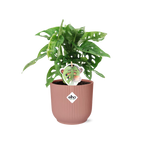 Monstera 'Monkey Leaf' in ELHO Vibes Fold 14cm pink | Playful hole fun – Average maintenance