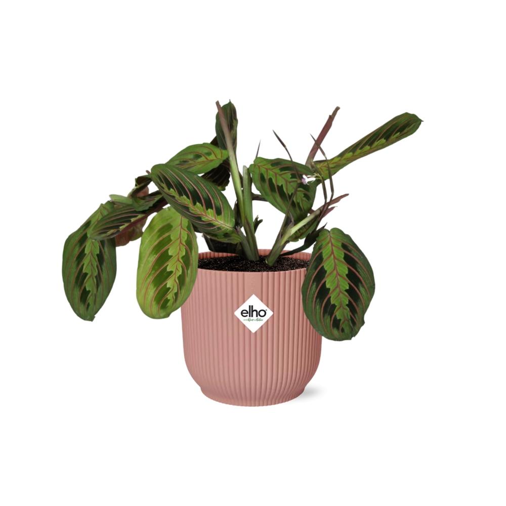 Maranta Leuconeura ‘Fascinator’ Tricolor in ELHO Vibes Fold 14 cm roze