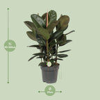 Ficus Robusta (Rubberplant) – Ø27cm ↕90cm | Makkelijk onderhoud