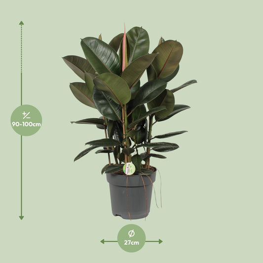Ficus Robusta (Rubber Plant) – Ø27cm ↕90cm | Easy maintenance