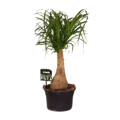 Beaucarnea Nolina - Ø19cm - ↕60cm | The ponytail with power – Easy maintenance